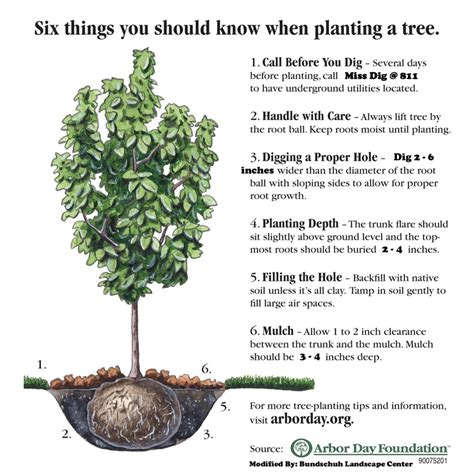 10 Essential Strategies For Caring State Tree Massachusetts In 2024 Effectively