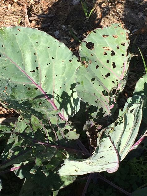 12 Expert Tips To Control Cross Striped Cabbageworm Infestations Naturally Today