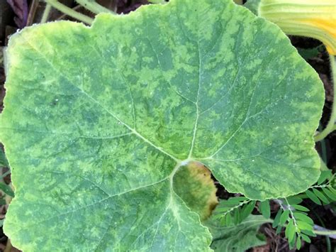 12 Innovative Ways To Identify And Treat Spots On Cucumber Leaves Fast