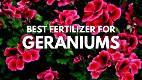 12 Top Rated Best Fertilizer For Geraniums For Indoor Plants In 2025