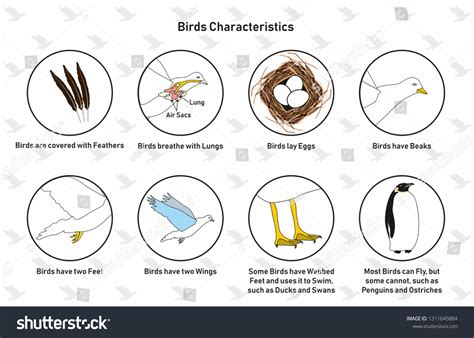 14 Complete Resources For Learning About Massachusetts State Bird Characteristics