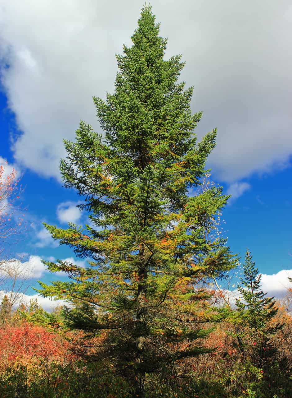 17 Most Common Trees In Massachusetts Progardentips