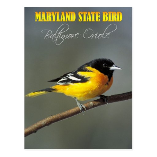 18 Proven Ways To Enhance Massachusetts State Bird Biodiversity And Ecosystems