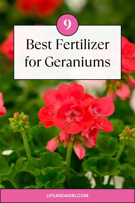 20 Proven Best Fertilizer For Geraniums Tips For A Lush Bloom