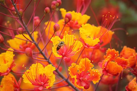 6 Plants To Turn Your Yard Into A Butterfly And Hummingbird Paradise