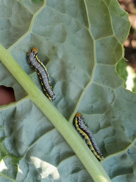 About Cross Striped Cabbageworm Moth Maryland Biodiversity Project