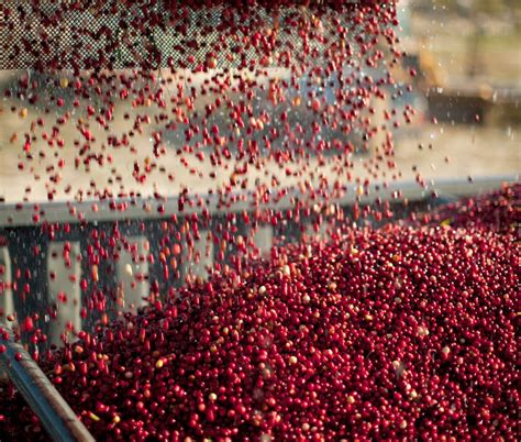 An Autumn Salute To Massachusetts Cranberries New England