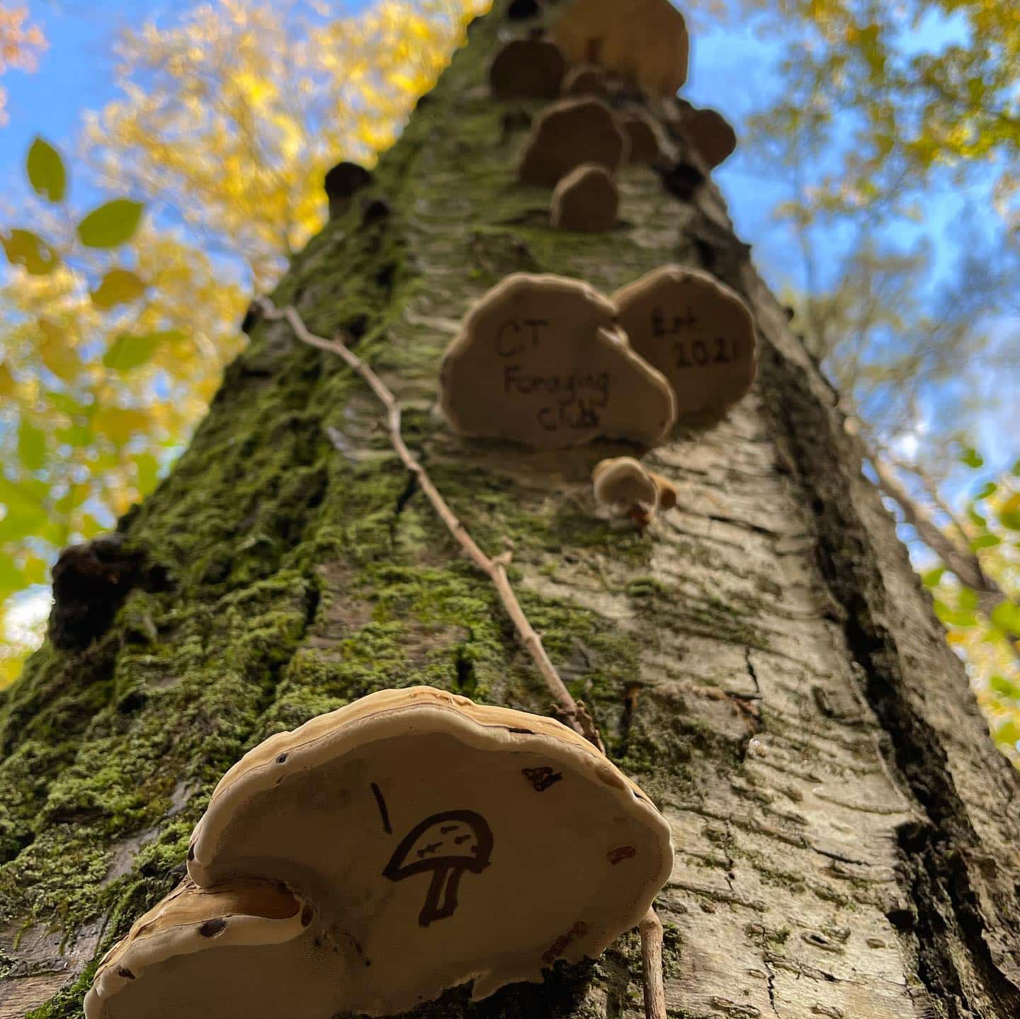 Artist S Conk Ganoderma Applanatum Polyporales Ganodermataceae