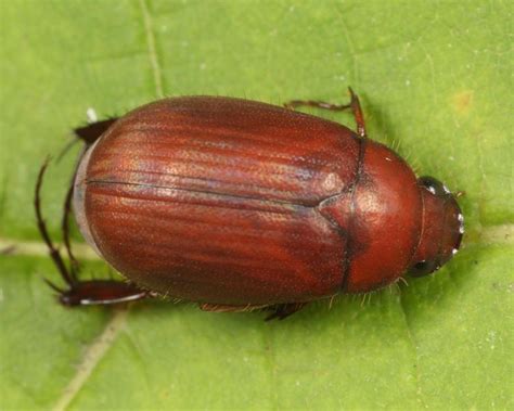 Asiatic Garden Beetle Guide