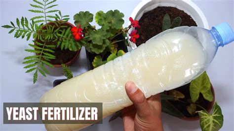 Best Fertilizer For Plants Yeast Fertilizer Youtube