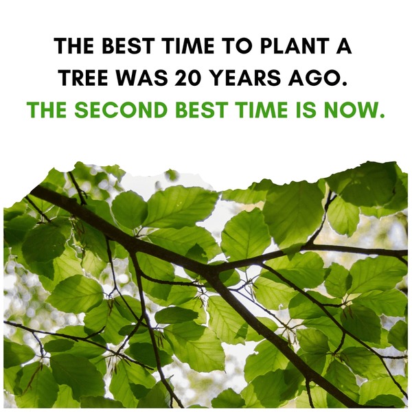 Best Time Plant Tree Image Photo Free Trial Bigstock