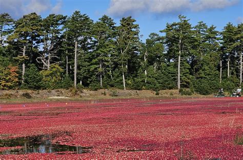 Climate Change Responsible For Delayed Cape Cod Cranberry Harvests