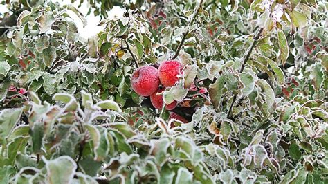 Cómo Cold Spring Orchard Cuidar Tus Árboles Frutales En Invierno