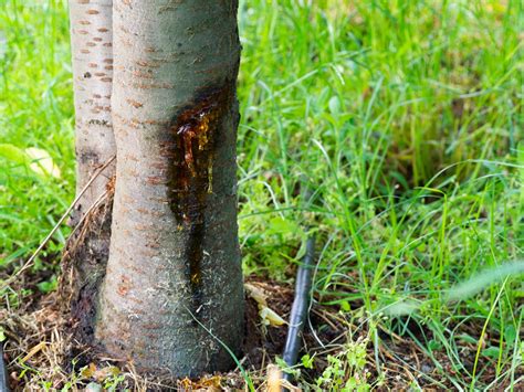 Cómo Diagnose Mass State Tree Diseases With Expert Guidance 2025