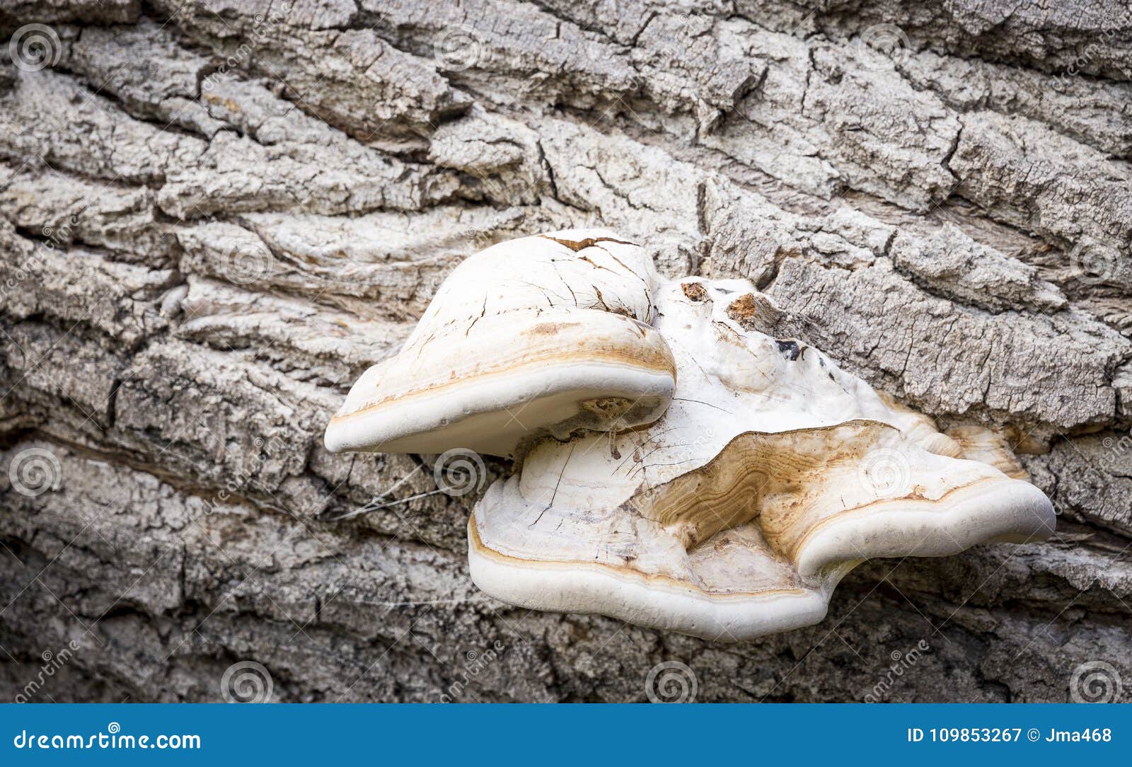 Cómo Secar Y Almacenar Artist's Conk Ganoderma Applanatum Para El Invierno