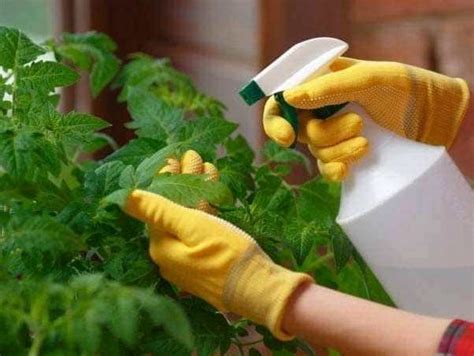 Cómo Seleccionar El Fertilizante Perfecto Para Árboles Frutales En Invierno