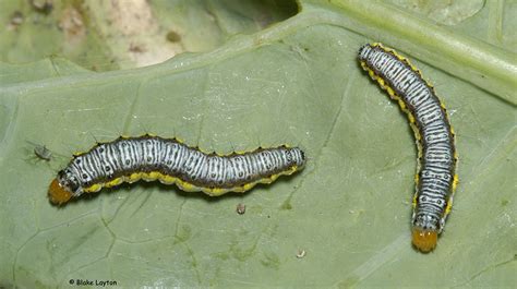 Cross Striped Cabbage Worms