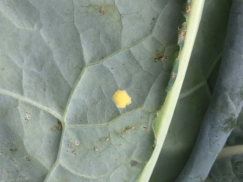 Cross Striped Cabbageworm Moth