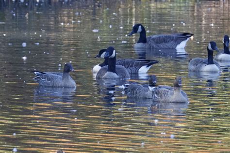 Ebird Checklist 15 Oct 2023 Umass Amherst Campus Pond 7 Species