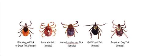 Expert Very High Number Of Invasive Ticks In Parts Of Ct