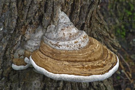 Ganoderma Applanatum The Artist S Bracket Artist S Conk 1 Artist S