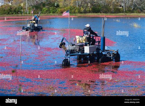 Harvesting Cranberries On Cape Cod Massachusetts