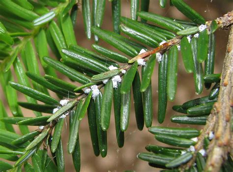 Hemlock Woolly Adelgid Clwa