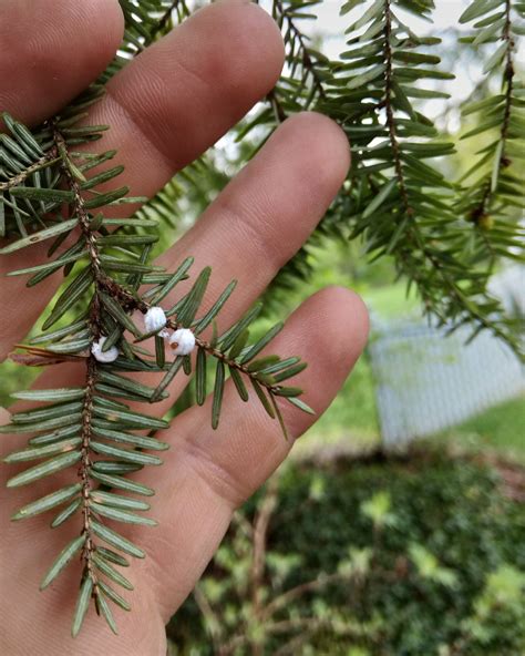 Hemlock Woolly Adelgid Pest Tech Chattanooga