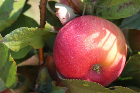 Honeycrisp Apple Cold Spring Orchard University Of Massachusetts