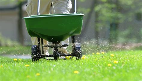 How And When To Fertilize Your Lawn This Fall Green Grounds