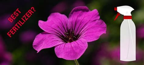 How To Apply Liquid Fertilizer For Geraniums In Large Gardens 2025?