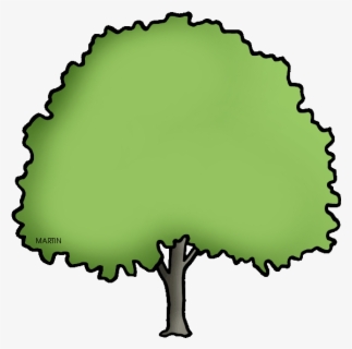 How To Care For State Tree For Massachusetts Step By Step Daily