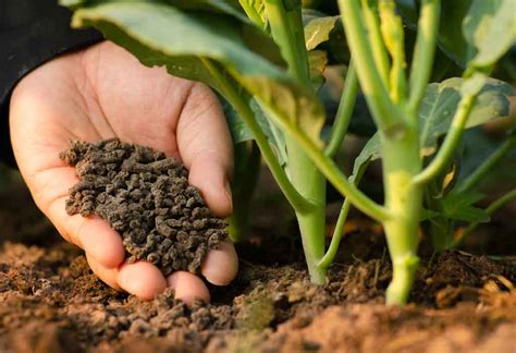 How To Choose The Right Fertilizer For Squash Based On Soil Type