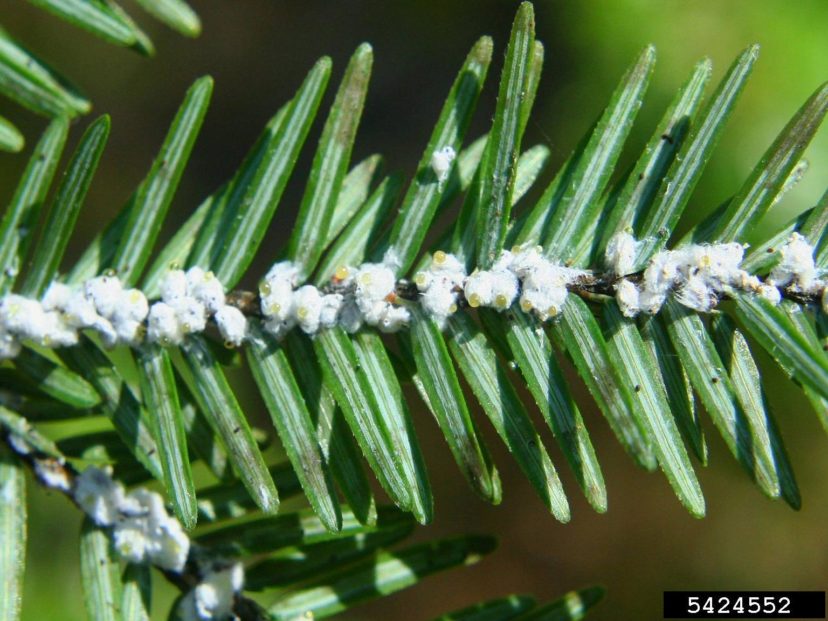 How To Dinotefuran Hemlock Woolly Adelgid Management For Small Trees Easily