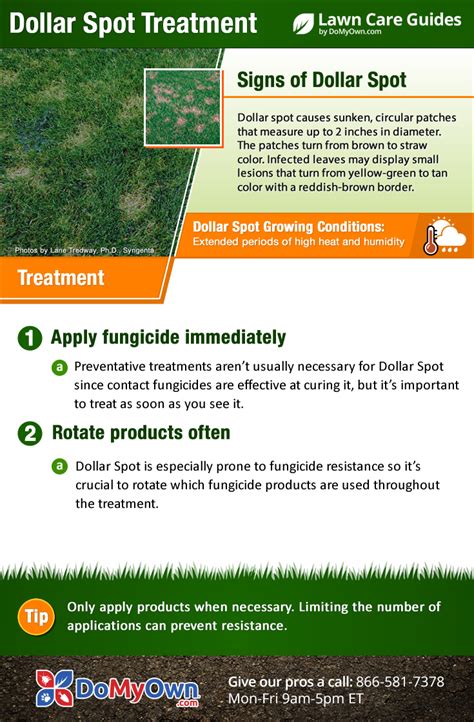 How To Dollar Spot Fungus Treatment For A Lush Lawn Quickly