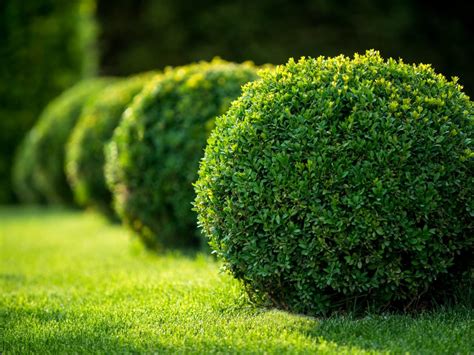 How To Fertilise Shrubs In Spring For A Vibrant Display Of Colours