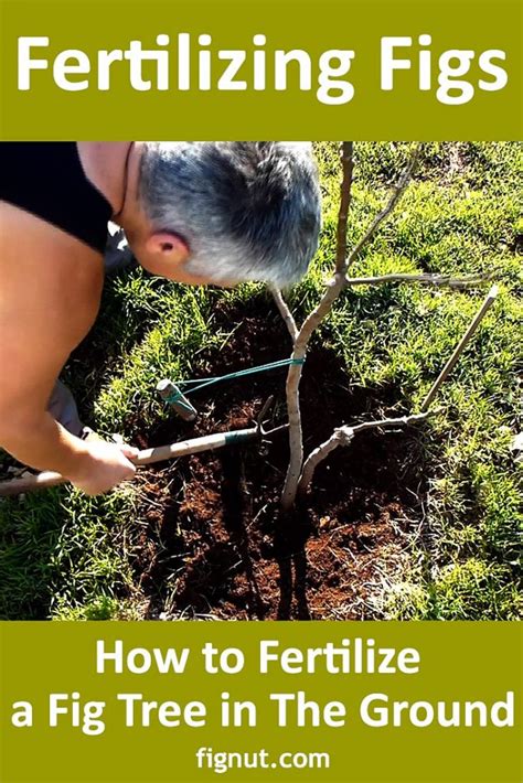 How To Fertilize A Fig Tree In The Ground Fignut