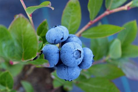 How To Fertilize Blueberry Plants Espoma