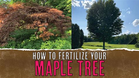 How To Fertilize Your Mass State Tree For Optimal Growth