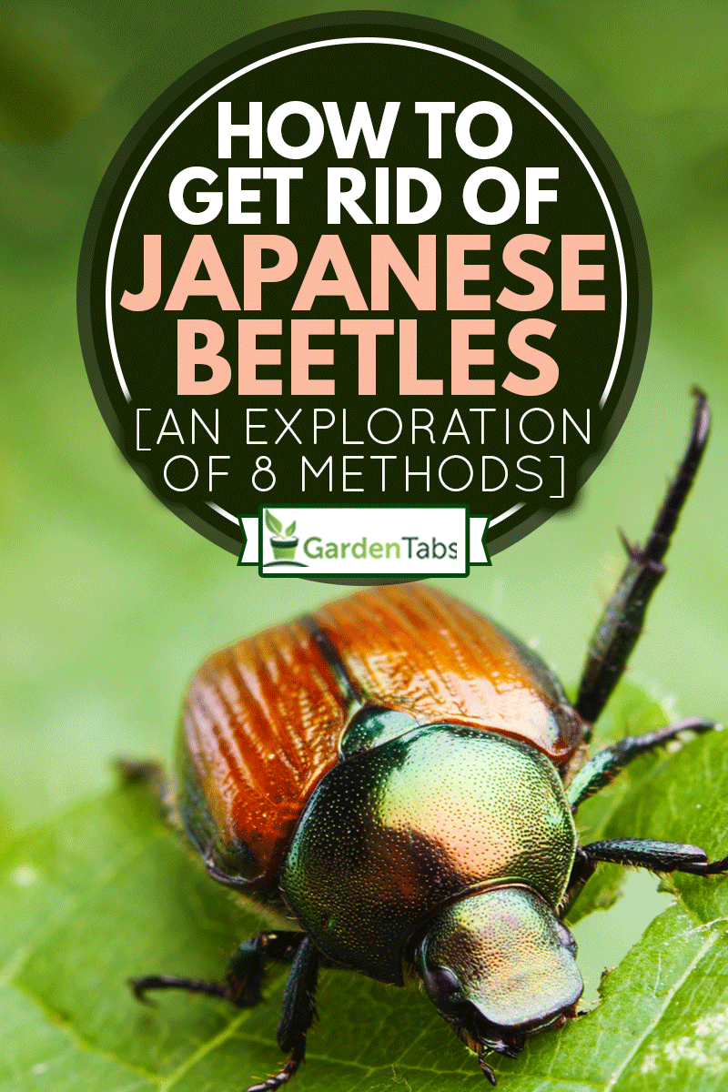 How To Get Rid Of Japanese Beetles And Save Your Garden Japanese