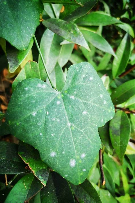 How To Get Rid Of Spots On Cucumber Leaves In 10 Easy Steps