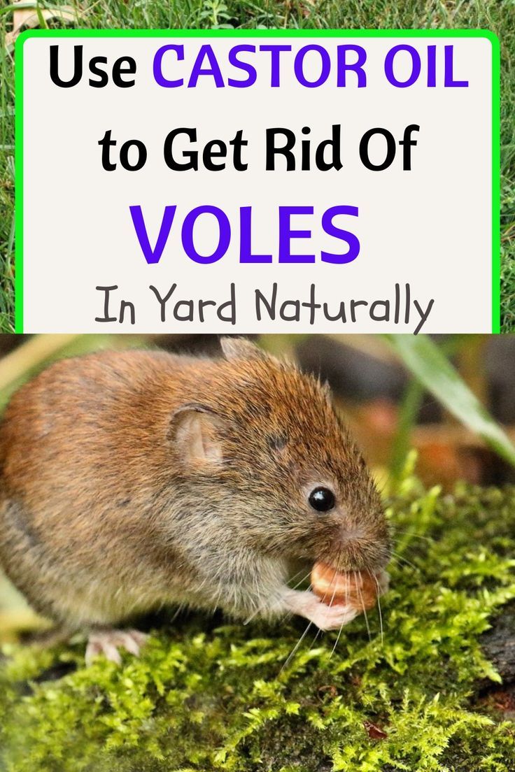 How To Get Rid Of Voles In Your Yard And Garden 7 Methods