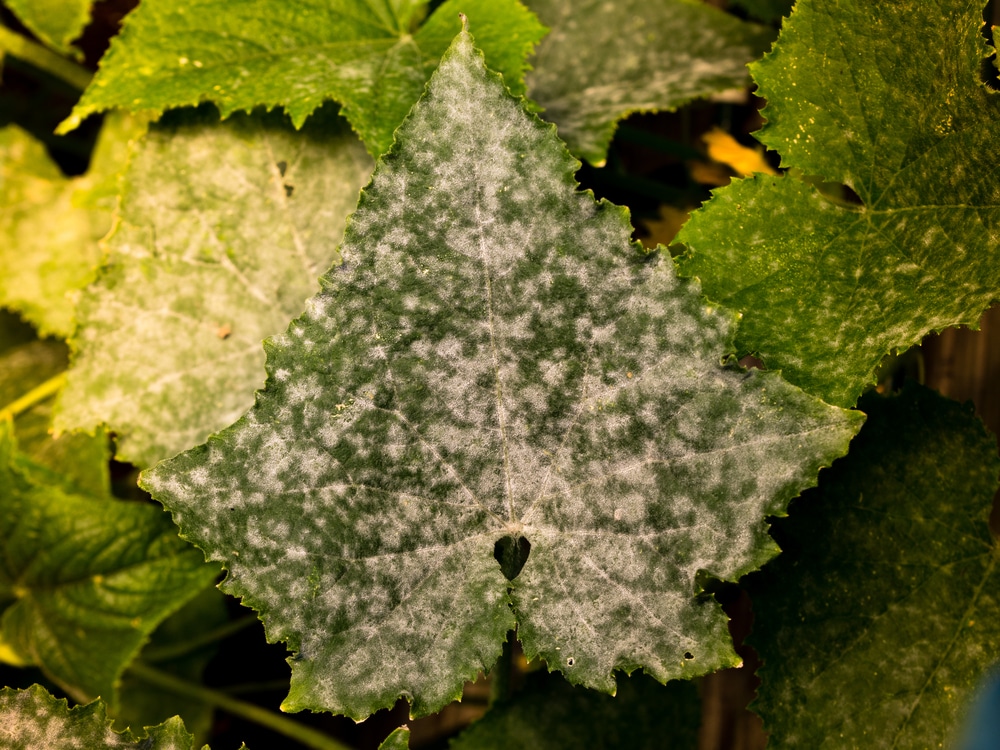 How To Identify And Remove Spots On Cucumber Leaves Completely