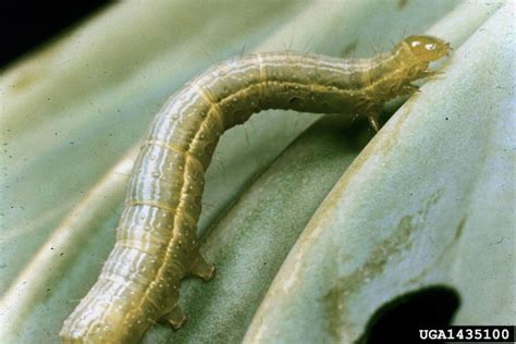 How To Make A Cross Striped Cabbageworm Trap In 10 Easy Steps