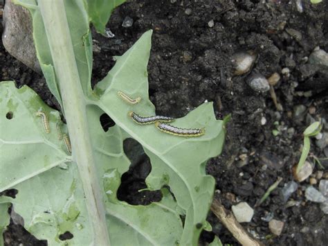 How To Prevent Cross Striped Cabbageworm Damage With Row Covers Completely