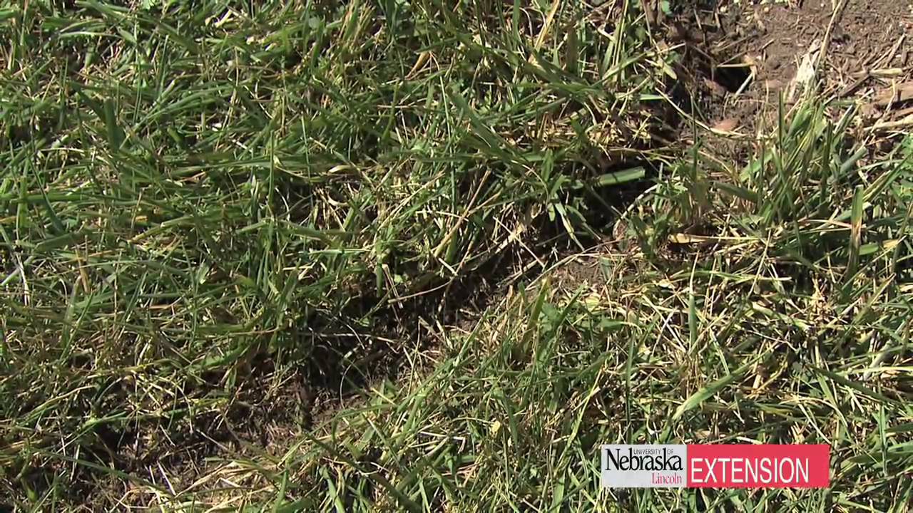 How To Repair Vole Damage To Lawn Using Diy Home Remedies And Solutions