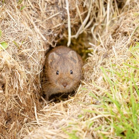 How To Stop Voles The Secret To Keeping Voles Out