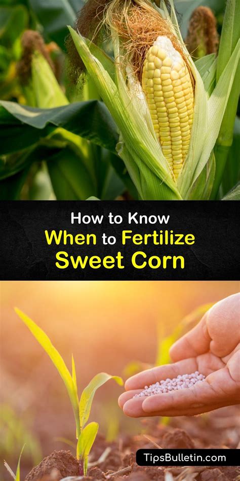 How To Sweet Corn Fertilizer For Maximum Yield This Season