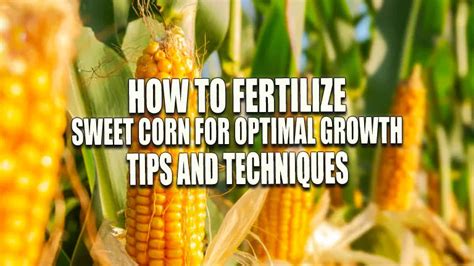 How To Sweet Corn Fertilizer For Optimal Growth And Development In 2025