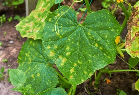 How To Treat Fungal Spots On Cucumber Leaves Using Organic Methods